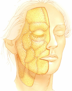 The fat compartments of the face